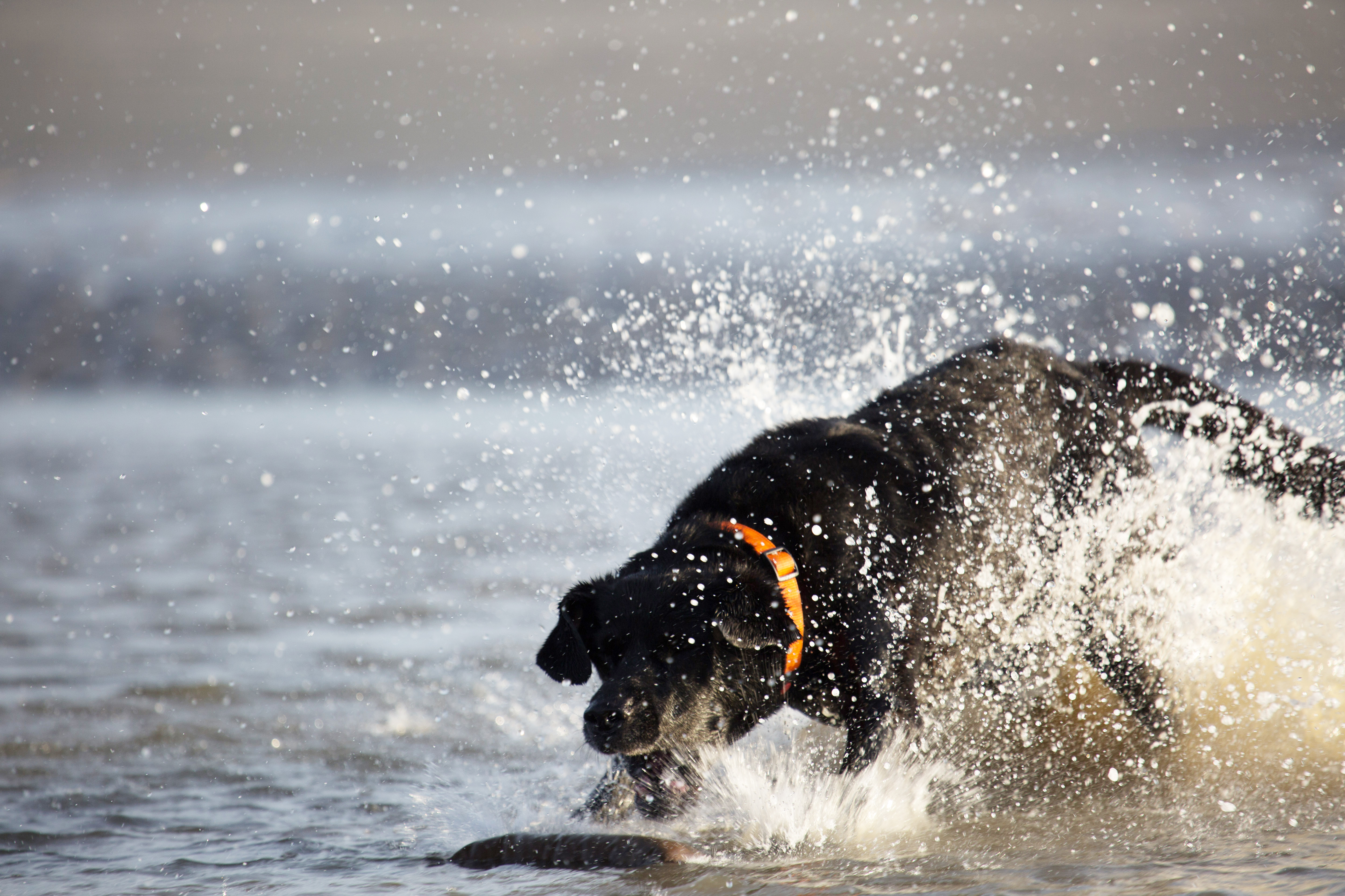 Workshop Jachttraining